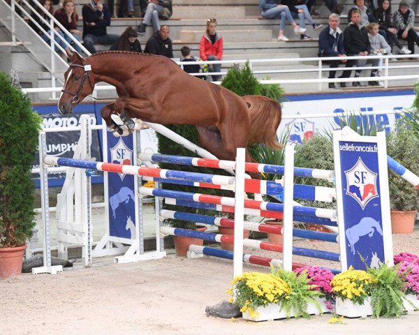 Deckhengst Flash Minotais (Selle Français, 2015, von Qlassic Bois Margot)