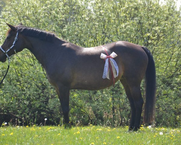 Zuchtstute Palma (Deutsches Reitpony, 2002, von Mambo N) Zuchtstute Palma (Deutsches Reitpony, 2002, von Mambo N)
