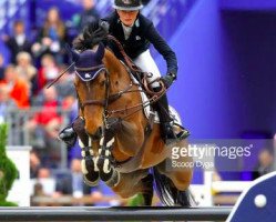jumper Carriere (Oldenburg show jumper, 2003, from Catoki)