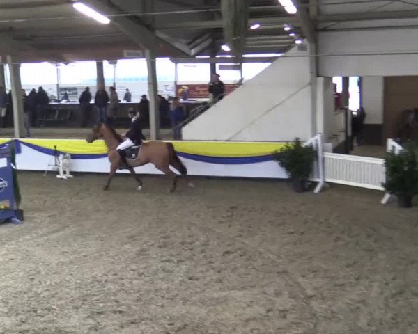 23. Grosses Hallenspringturnier Vreden