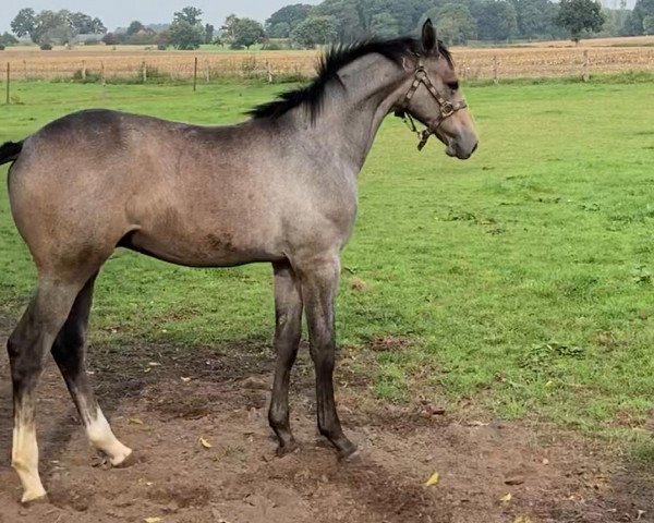 horse Hengst von Flic en Flac AA (Oldenburg show jumper, 2020, from Flic en Flac Vimaje AA)