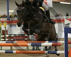 broodmare Robinia (Oldenburg, 1999, from Canonicus)
