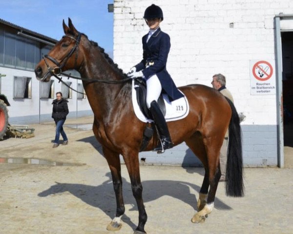 dressage horse Lambada 226 (Hanoverian, 2008, from Laudabilis)