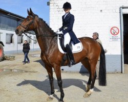 dressage horse Lambada 226 (Hanoverian, 2008, from Laudabilis)