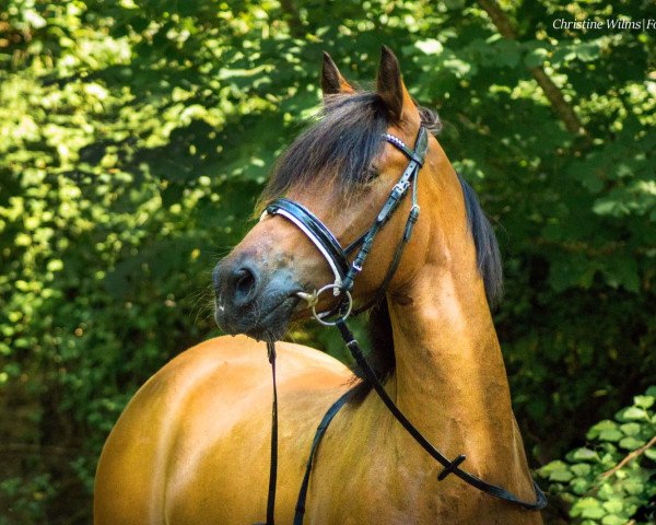 horse Carlos D (German Riding Pony, 2009, from Classic Dancer II)