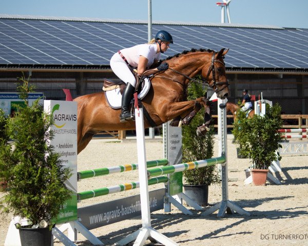 Springpferd Lennox Peak (Westfale, 2015, von Pikeur Lord Fauntleroy)