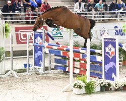 jumper Falcone Mouche (Selle Français, 2015, from Urano de Cartigny)