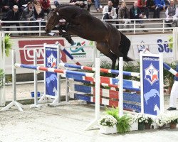 stallion Follow The Music (Selle Français, 2015, from Cornet Obolensky)