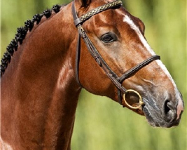 Springpferd Flicka's Boy de Vains (Selle Français, 2015, von For Pleasure)