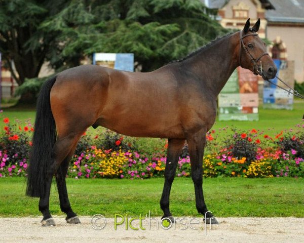 stallion Cyclone de Vains (Selle Français, 2012, from Lux Z) stallion Cyclone de Vains (Selle Français, 2012, from Lux Z)