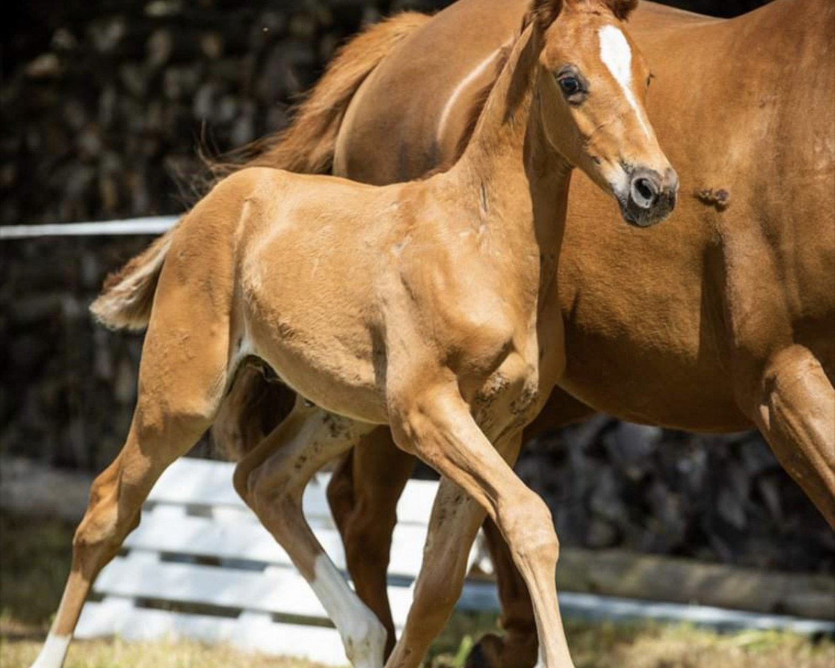 Pferd Cosmo Spezial (Deutsches Reitpony, 2020, von DSP Cosmo Royale)