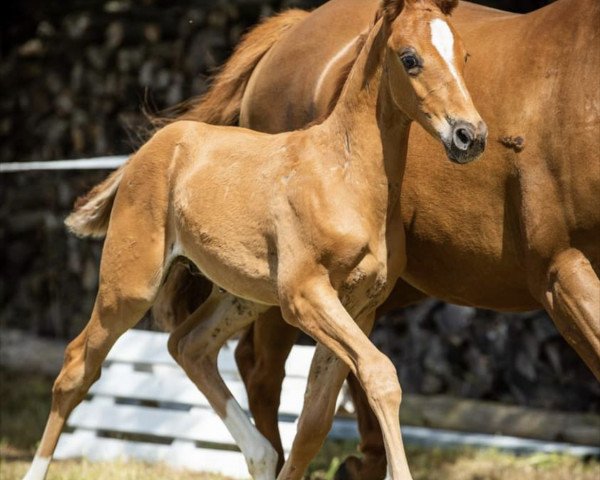 horse Cosmo Spezial (German Riding Pony, 2020, from DSP Cosmo Royale)