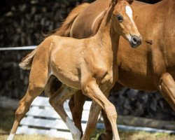Pferd Cosmo Spezial (Deutsches Reitpony, 2020, von DSP Cosmo Royale)