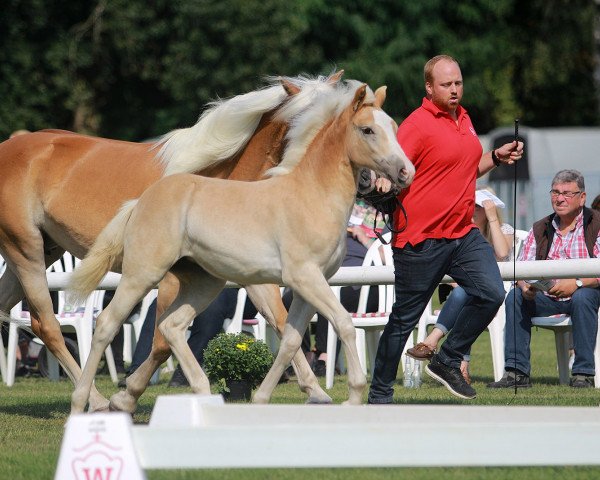 horse Stella - Royal (Haflinger, 2020, from Stano)