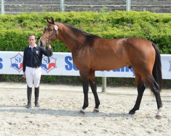 jumper Vanhouten de Vains (Selle Français, 2009, from Cacao Courcelle)