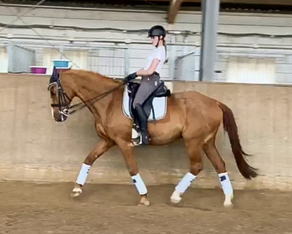 dressage horse Weingraf 30 (Zweibrücken, 1994, from Weinprinz)