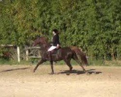jumper Berenice de Vains (Selle Français, 2011, from Allegreto)