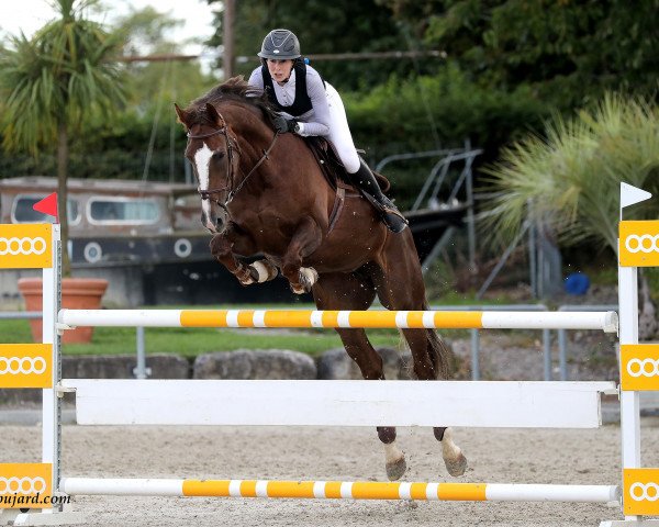 broodmare Wanya de L'Ile CH (Swiss Warmblood, 2005, from Wandango)