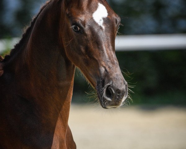 jumper Donaro Von Gurbrue CH (Swiss Warmblood, 2019, from Don van het Parelshof Z)