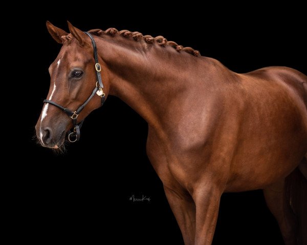broodmare First Lady FS (Hanoverian, 2015, from Fuechtels Floriscount OLD)