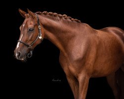 Zuchtstute First Lady FS (Hannoveraner, 2015, von Fuechtels Floriscount OLD)