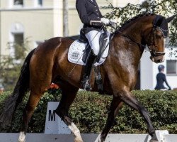 broodmare Liselotte 27 (Hanoverian, 2013, from Londontime)