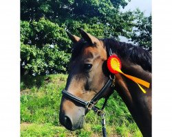dressage horse Kovboj (Latvian Warmblood, 2008, from Kalvadoss)