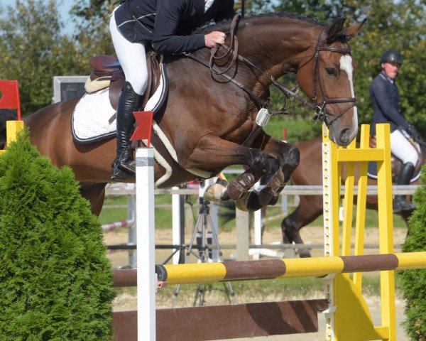 jumper Capt'n Morgan (Westphalian, 2016, from Cristallo I)