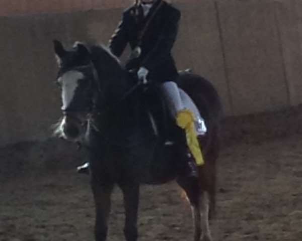 Zuchtstute Netti 2 (Welsh Pony (Sek.B), 2003)