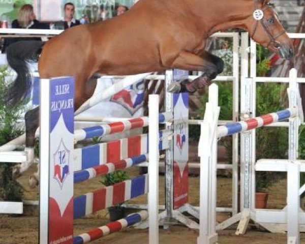 stallion Tyrol Rouge (Selle Français, 2007, from Papillon Rouge)