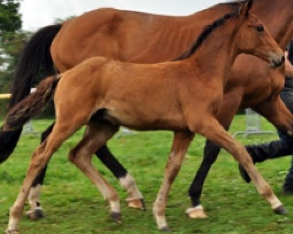 Springpferd Hudson Semilly (Selle Français, 2017, von Diamant de Semilly)