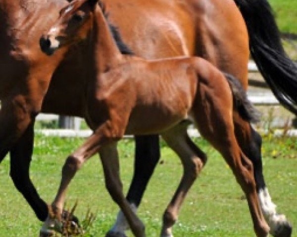 Pferd Guayaquil Semilly (Selle Français, 2016, von Herald 3)