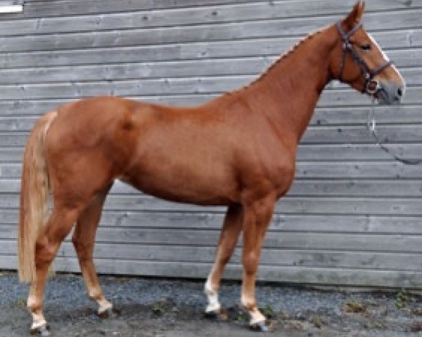 broodmare Guarani Semilly (Selle Français, 2016, from For Pleasure)