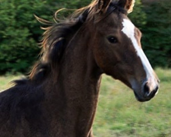 horse Grazioso Semilly (Selle Français, 2016, from Tornesch)