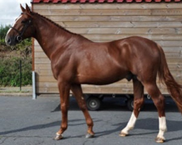 horse Gold Breaker Semilly (Selle Français, 2016, from Action-Breaker)