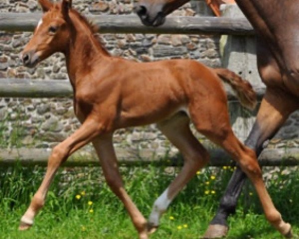 Pferd Ghardaia Semilly (Selle Français, 2016, von Urano de Cartigny)