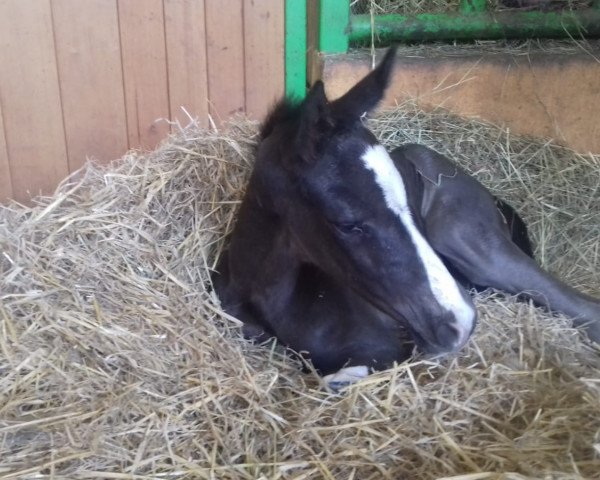 horse Deja-vu (German Sport Horse, 2020, from Dancier Gold FRH)