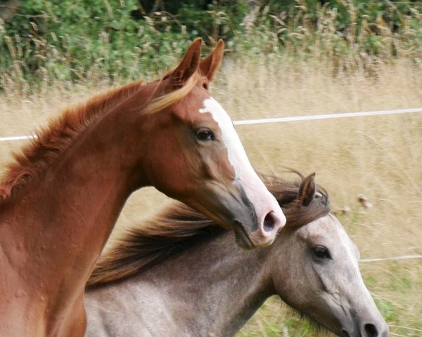horse Pocahontas (Trakehner, 2019, from Freiherr von Stein)