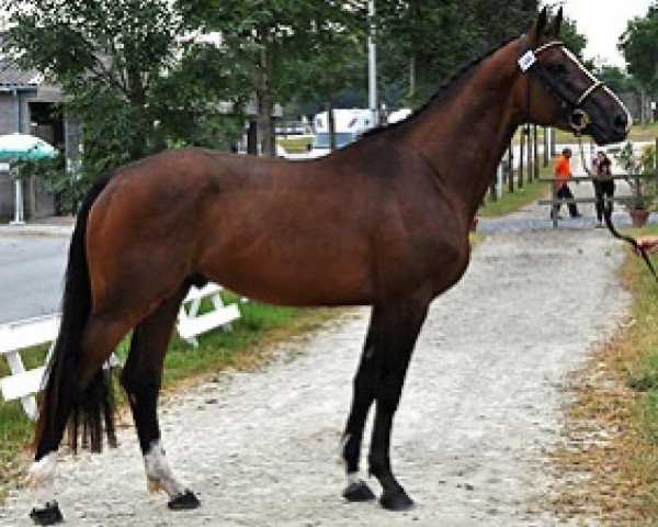 Koń skokowy Frisco Semilly (Selle Français, 2015, od Tornesch) Koń skokowy Frisco Semilly (Selle Français, 2015, od Tornesch)