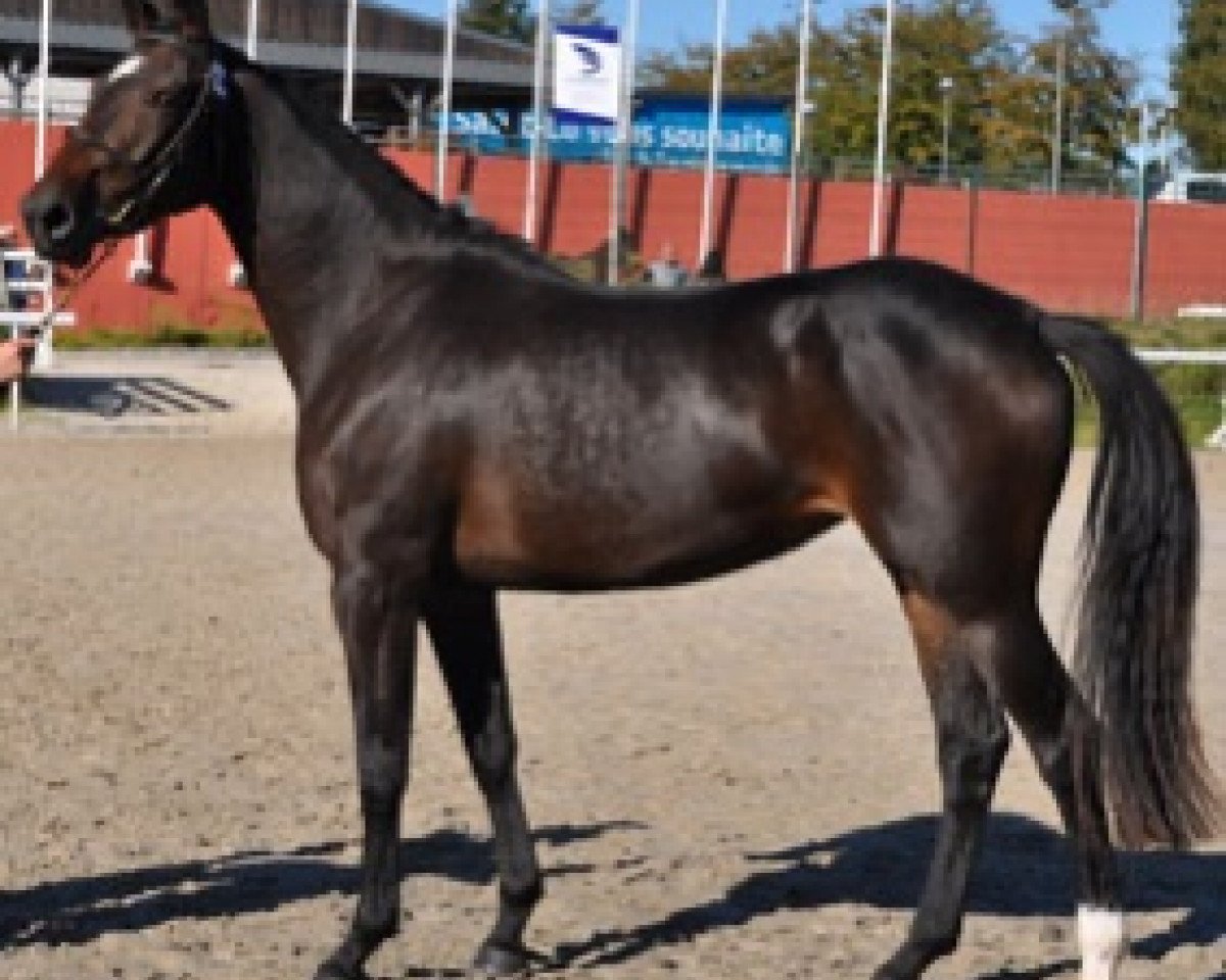 Pferd Fortuna Semilly (Selle Français, 2015, von Adzaro de l'Abbaye)