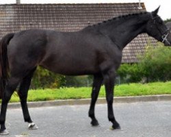 broodmare Eyepop Semilly (Selle Français, 2014, from Diamant de Semilly)