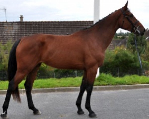 broodmare Extravaganza Semilly (Selle Français, 2014, from Jarnac)