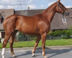 broodmare Exotic Girl Similly (Selle Français, 2014, from Kannan)