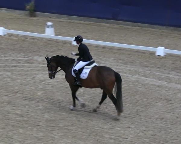 Reitturnier Neustadt/Dosse - Graf von Lindenau-Halle 2026