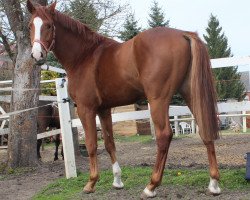 jumper Pjakkur S (Hanoverian, 2010, from Perigueux)