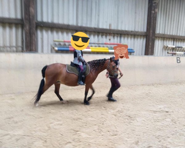 dressage horse Victoriaseilun Charming (Welsh mountain pony (SEK.A), 2012, from Oakland)