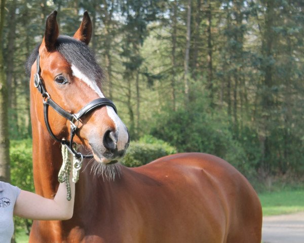 jumper Ceex B (Holsteiner, 2009, from Calido I)