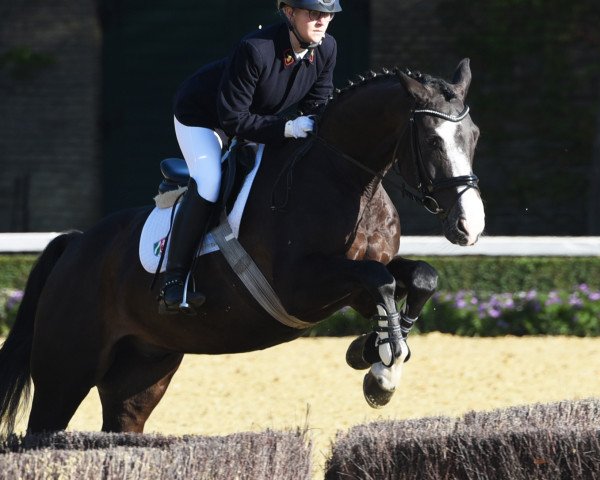 Pferd Calvados ES (Westfale, 2014, von Cordynox)