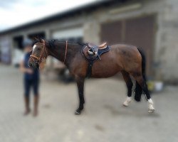 jumper Lady Pezi 4 (Oldenburg show jumper, 2008, from Lord Pezi)