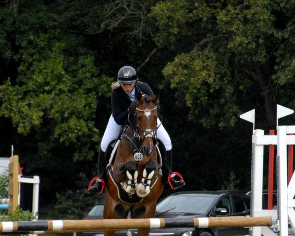 Springpferd Pinus SG (Deutsches Reitpony, 2013, von Pilatus)